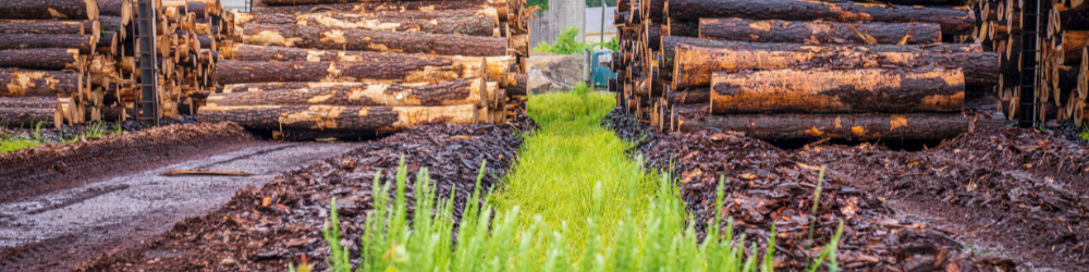 rows of cut lumber piled up 